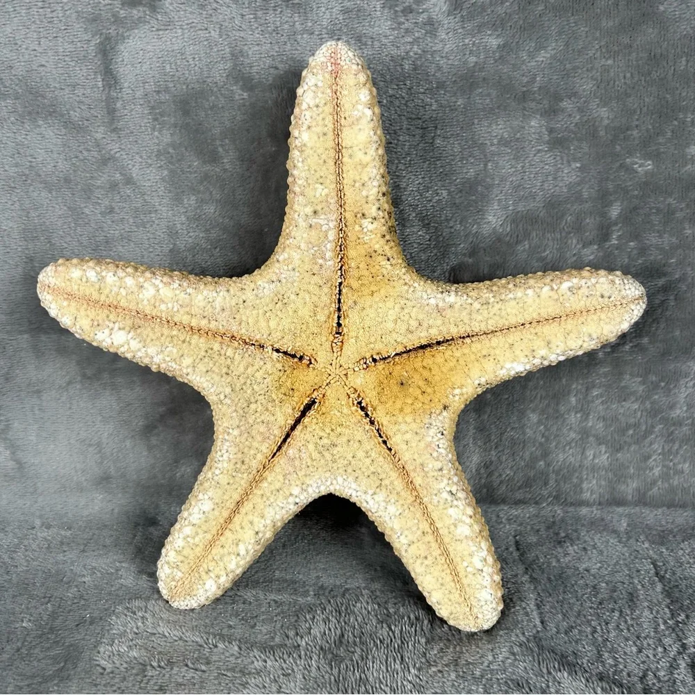 Natural Dried Starfish Decor Coastal Beach Home Accent Large 8” Patrick Nautical